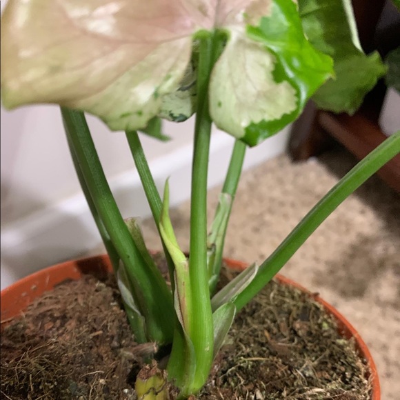 Syngonium green splash no filter ! - Picture 2 of 2